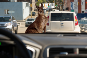 Volvo’s Self-Driving Cars Are Being Driven Haywire by Kangaroos