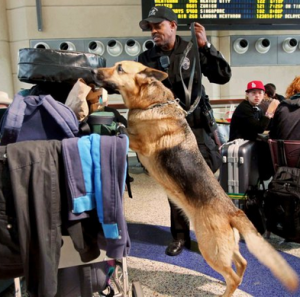 Police Dog at Airport