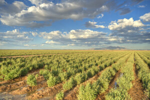 Bridgestone Aims to Commercialize Natural Rubber from Desert Shrubs by 2030